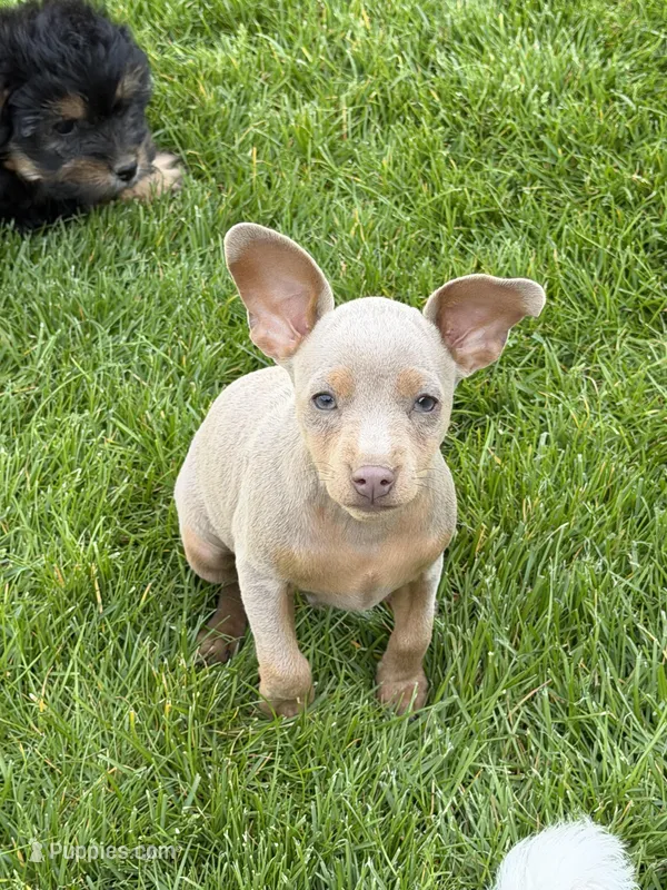 Peter – Miniature Pinscher puppy for sale in Stratton, CO
