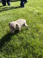 Peter, a male Miniature Pinscher for sale in Stratton, CO – Photo 4 of 5