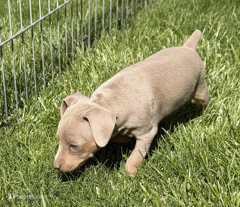 Peter – Miniature Pinscher puppy for sale in Stratton, CO