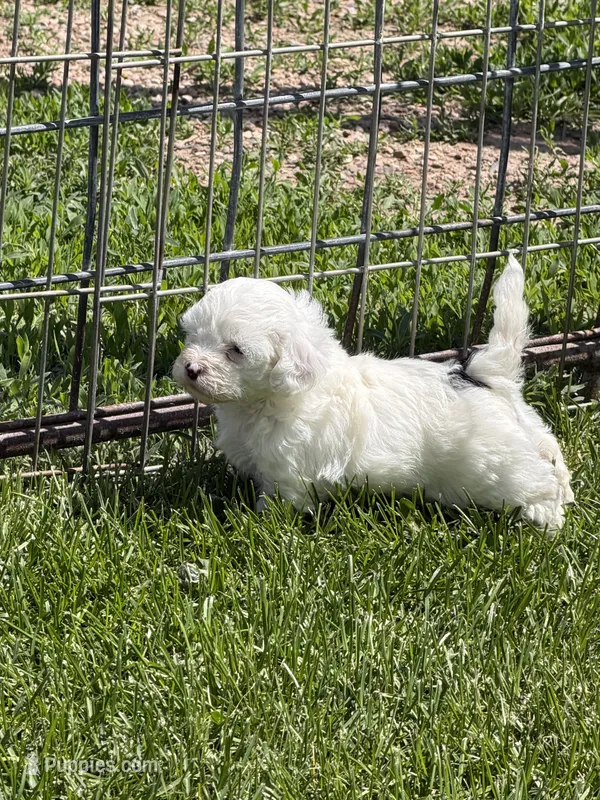 Fancy – Shihpoo puppy for sale in Stratton, CO