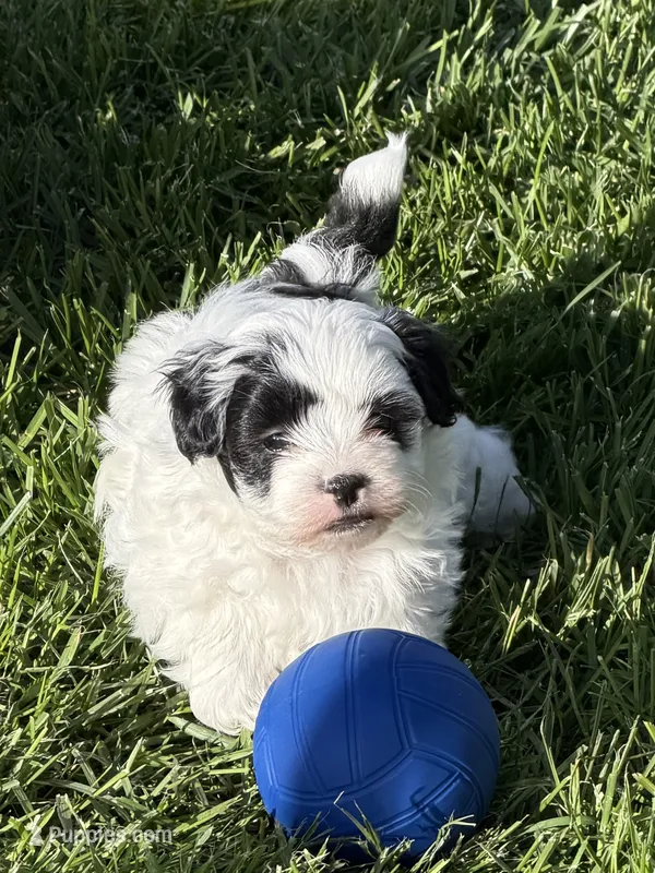 Cisco – Shihpoo puppy for sale in Stratton, CO