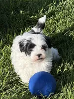 Cisco, a male Shihpoo for sale in Stratton, CO – 1 of 5