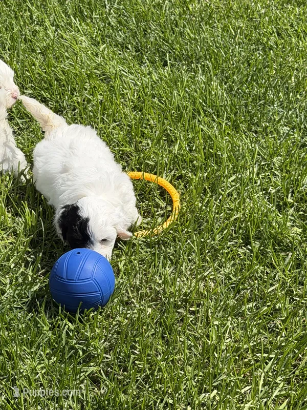 Frankie – Shihpoo puppy for sale in Stratton, CO