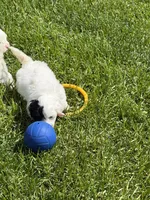 Frankie, a female Shihpoo for sale in Stratton, CO – 1 of 4