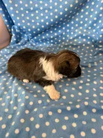 Oakley, a male Shihpoo for sale in Stratton, CO – 5 of 5