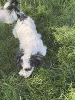 Cisco, a male Shihpoo for sale in Stratton, CO – 10 of 10