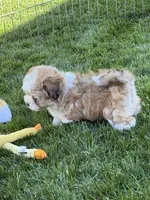 Layla, a female Shihpoo for sale in Stratton, CO – 2 of 3