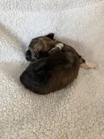 Olive, a female Shihpoo for sale in Stratton, CO – 6 of 7