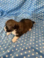 Oakley, a male Shihpoo for sale in Stratton, CO – 4 of 5