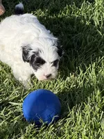 Cisco, a male Shihpoo for sale in Stratton, CO – 3 of 5