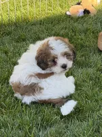 Linus, a male Shihpoo for sale in Stratton, CO – 7 of 8