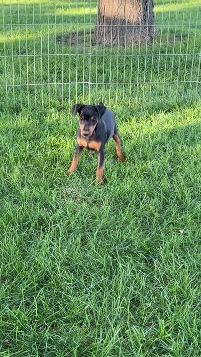 Bentley, a male Miniature Pinscher for sale in Stratton, CO – 5 of 5