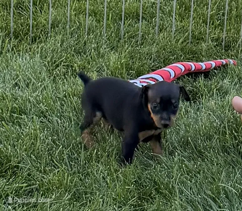 Gizmo – Miniature Pinscher puppy for sale in Stratton, CO