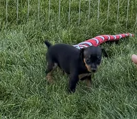 Gizmo, a male Miniature Pinscher for sale in Stratton, CO – 1 of 4