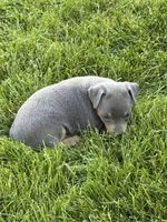 Bailey, a female Miniature Pinscher for sale in Stratton, CO – 4 of 7