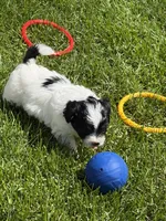 Frannie, a female Shihpoo for sale in Stratton, CO – 1 of 8