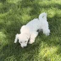 Fancy, a female Shihpoo for sale in Stratton, CO – 5 of 7