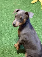 Toby, a male Miniature Pinscher for sale in Stratton, CO – 7 of 8