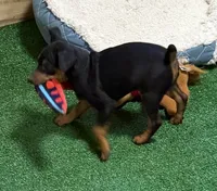 Champ, a male Miniature Pinscher for sale in Stratton, CO – 2 of 5