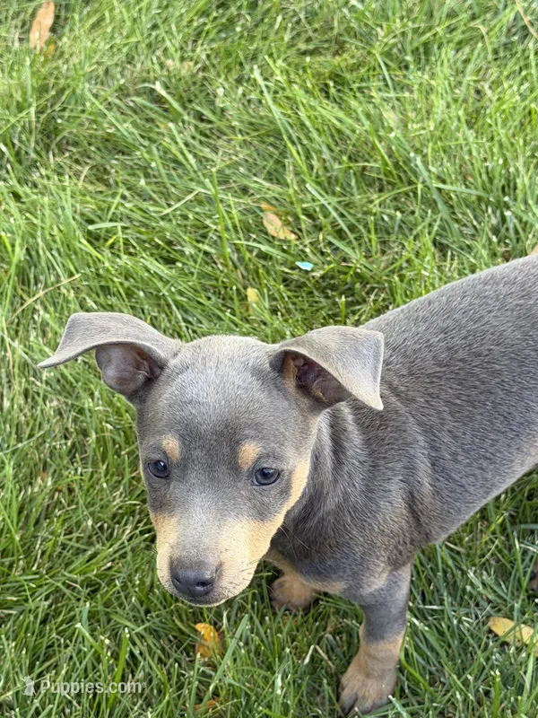 Tinker – Miniature Pinscher puppy for sale in Stratton, CO