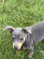 Tinker, a female Miniature Pinscher for sale in Stratton, CO – 1 of 4