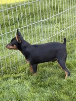 Buddy, a male Miniature Pinscher for sale in Stratton, CO – 6 of 7
