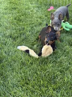 Buddy, a male Miniature Pinscher for sale in Stratton, CO – 4 of 7