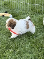 Linus, a male Shihpoo for sale in Stratton, CO – 5 of 8