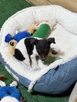Snickers, a male Rat Terrier for sale in Stratton, CO – Photo 1 of 8