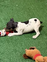 Snickers, a male Rat Terrier for sale in Stratton, CO – Photo 3 of 8