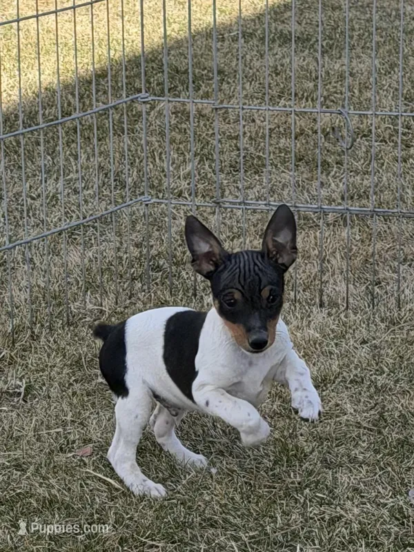 Snickers – Rat Terrier puppy for sale in Stratton, CO