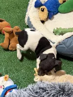 Snickers, a male Rat Terrier for sale in Stratton, CO – Photo 6 of 8