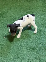 Snickers, a male Rat Terrier for sale in Stratton, CO – Photo 8 of 8