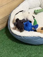 Snickers, a male Rat Terrier for sale in Stratton, CO – Photo 7 of 8