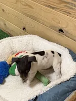 Snickers, a male Rat Terrier for sale in Stratton, CO – Photo 2 of 8