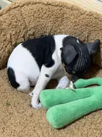 Snickers, a male Rat Terrier for sale in Stratton, CO – Photo 4 of 8