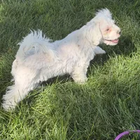 Francie, a female Shihpoo for sale in Stratton, CO – 3 of 6