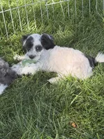 Cisco, a male Shihpoo for sale in Stratton, CO – 6 of 10