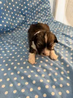 Oakley, a male Shihpoo for sale in Stratton, CO – 2 of 5