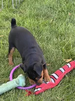 Chloe, a female Miniature Pinscher for sale in Stratton, CO – 4 of 5