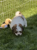 Linus, a male Shihpoo for sale in Stratton, CO – 3 of 8