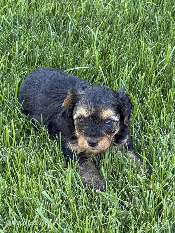Morky – Yorkipoo puppy for sale in Stratton, CO