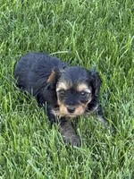 Morky, a  Yorkipoo for sale in Stratton, CO – 1 of 2