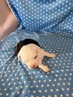 Obi, a male Shihpoo for sale in Stratton, CO – 7 of 7