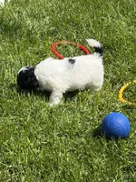 Frannie, a female Shihpoo for sale in Stratton, CO – 3 of 8