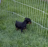 Gus, a male Miniature Pinscher for sale in Stratton, CO – 2 of 5