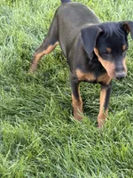 Bentley, a male Miniature Pinscher for sale in Stratton, CO – 4 of 5