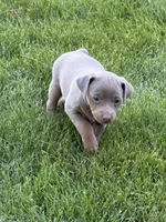 Bengi, a male Miniature Pinscher for sale in Stratton, CO – 5 of 5