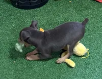 Teddy, a male Miniature Pinscher for sale in Stratton, CO – 3 of 4