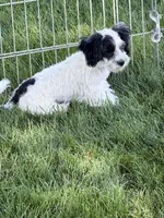 Cisco, a male Shihpoo for sale in Stratton, CO – 5 of 10